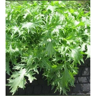 Hạt Giống Rau Cải Nhật Xanh, Giàu Dinh Dưỡng