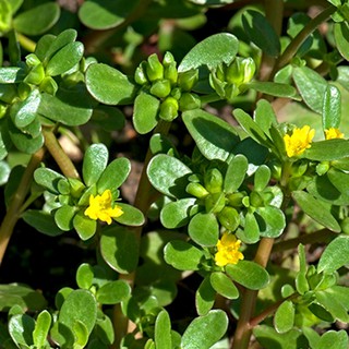Hạt giống rau sam gói 0,2gram - STHG