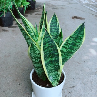 Chậu Lưỡi Hổ Cao