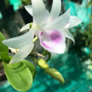 Phi điệp 5ct HD