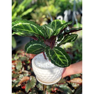 Chậu Sứ Cây Đuôi Công để bàn