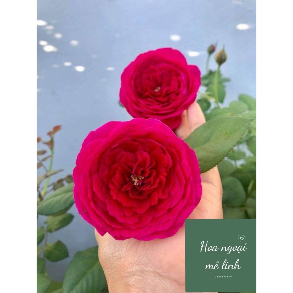 Hoa hồng ngoại Pas De Deux Loài hoa kiêu sa đến từ Nhật được săn lùng nhiều nhất hiện nay -hoangoaimelinh