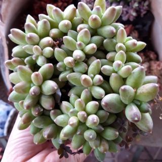 Sen đá ruby size to