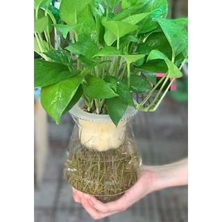 Dây trầu bà xanh Thái 20-30cm đã có rễ và nhánh hay ngọn_bọc rễ giữ ẩm bao sống, trồng thủy sinh hoặc treo giò. cây cảnh