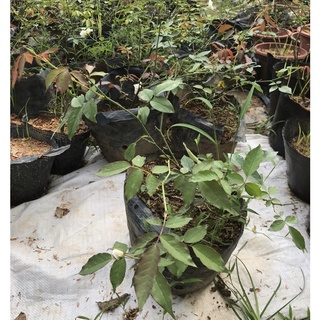 Cây hồng bạch ho cao 40cm