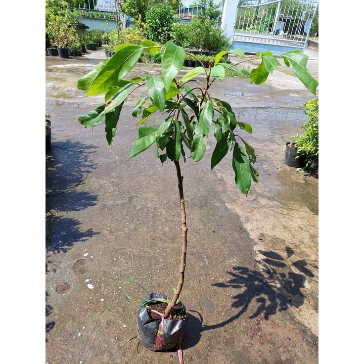 Cây Giống Nhãn Tiêu Siêu Sai Siêu sớm Trái