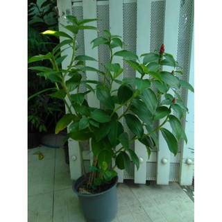 Cây phúc lộc thọ (freeship)