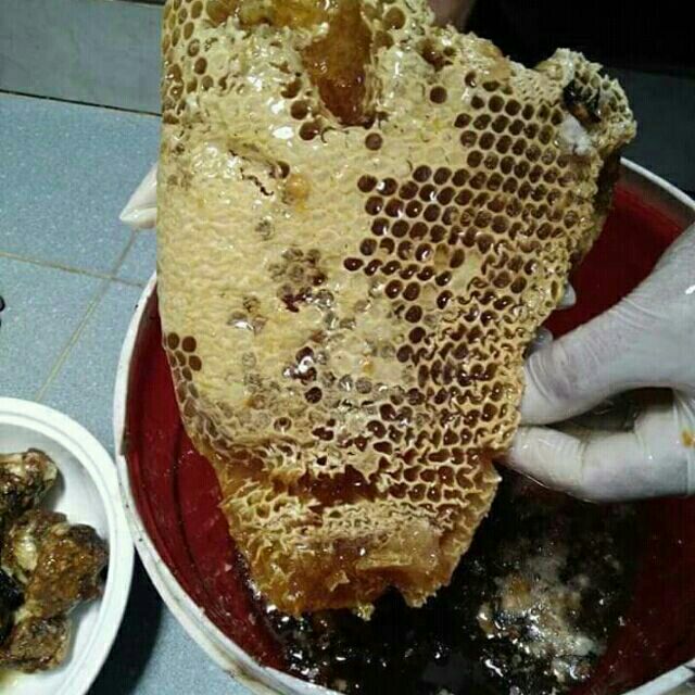 Mật ong rừng nguyên chất 1000ml