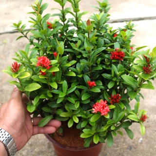 Chậu cây hoa trang sen