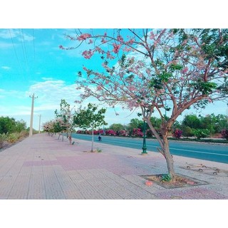 Hạt giống cây hoa Anh Đào