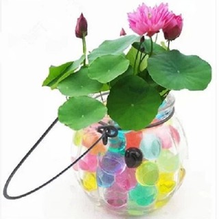 Hạt giống sen Nhật mini - 10 hạt, nhiều màu