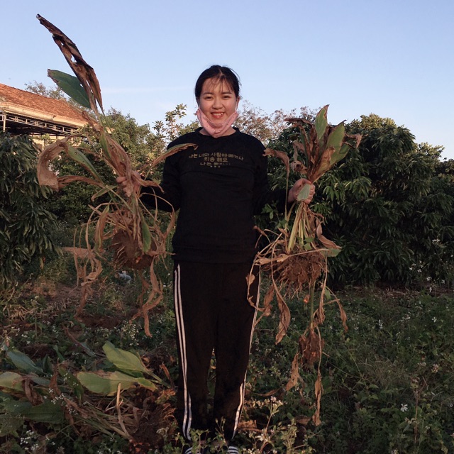 Tinh nghệ nếp đỏ | BigBuy360 - bigbuy360.vn