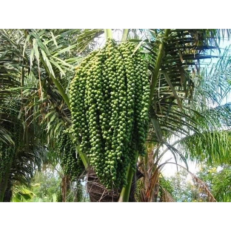 HẠT ĐÁC TƯƠI DẺO PHÚ YÊN 1ký Ship  toàn quốc