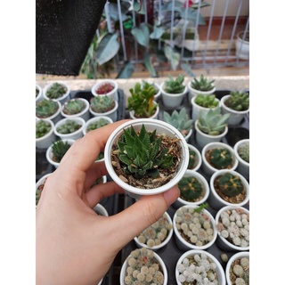 Sen đá móng rồng pháp