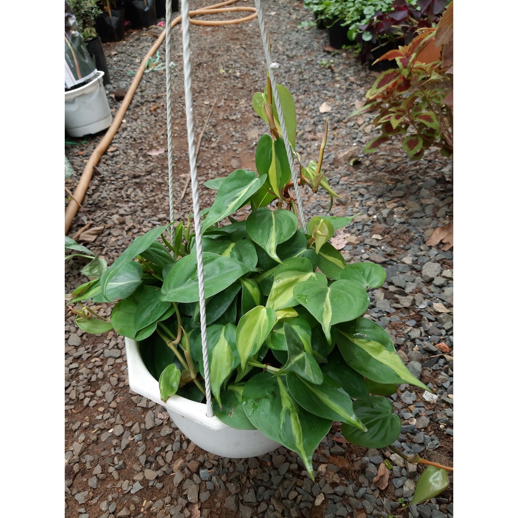 Cây trầu bà Brasil chậu treo