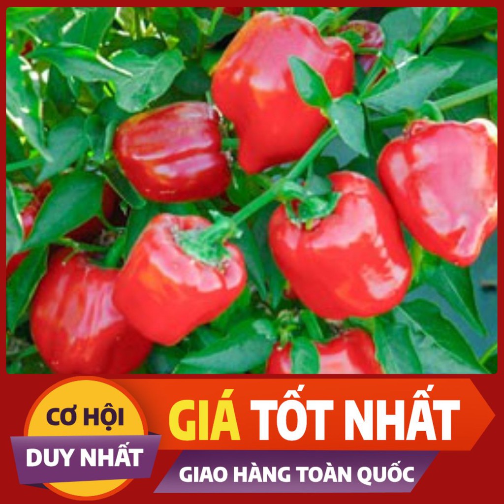 💥💧[SIÊU HOT] Hạt Giống Ớt chuông đỏ 10 Hạt (golden seed) [GIÁ RẺ]💥💧