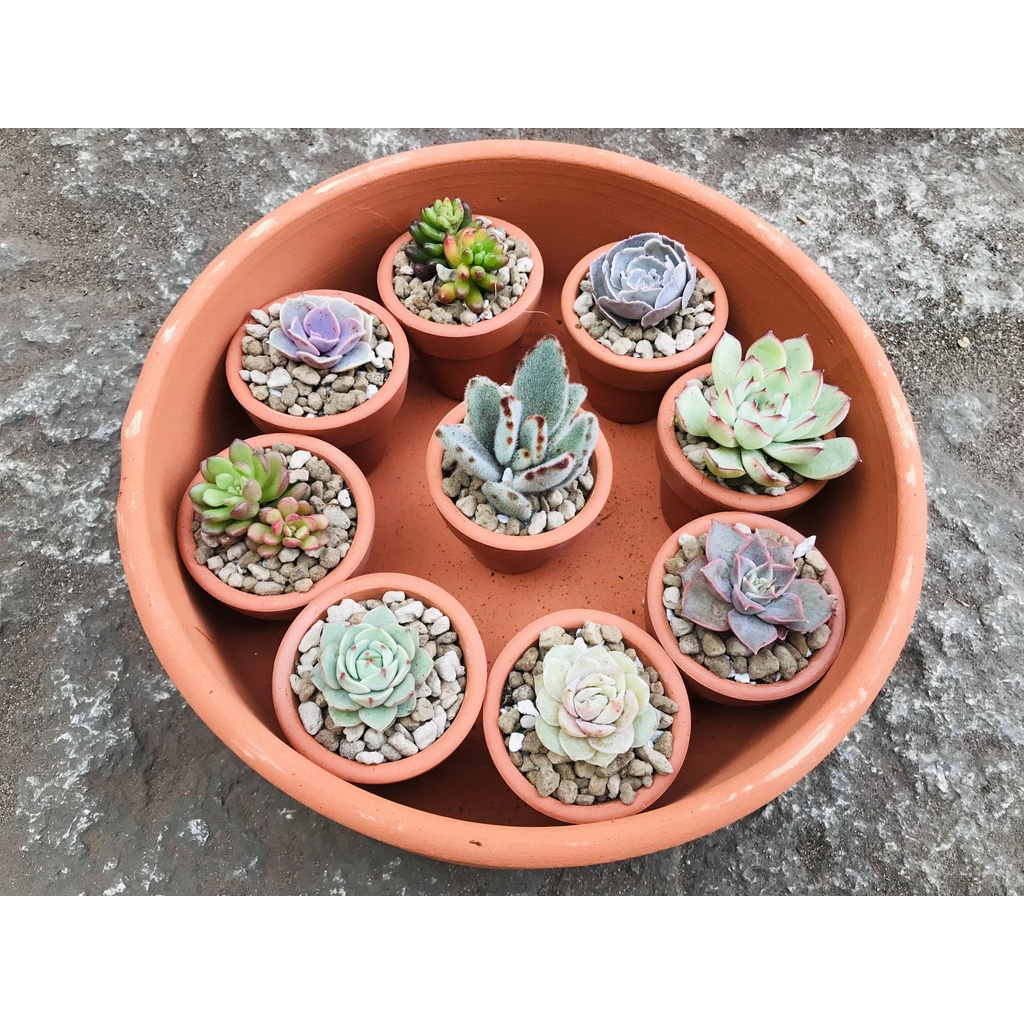 CHẬU ĐẤT NUNG 5