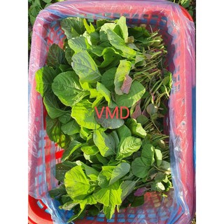 Hạt giống Rau Dền Cơm