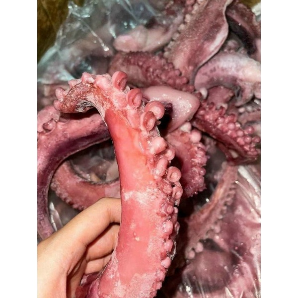 Râu bạch tuộc Nhật net 8 1kg | BigBuy360 - bigbuy360.vn