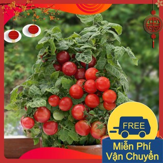 Combo 3 Gói Hạt Giống Cà Chua Bi Lùn Đỏ