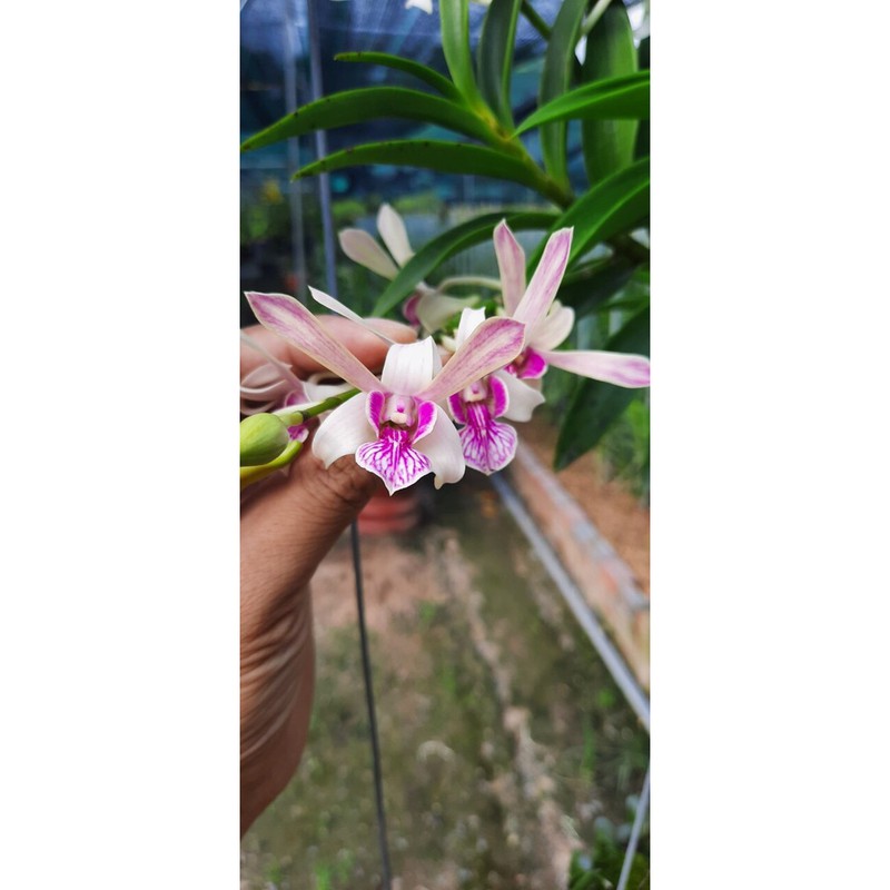 Hoa Lan Dendro nắng Tai Thỏ, Den. Rabit