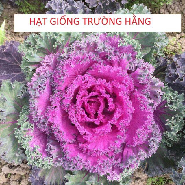 Hạt giống Bắp cải hoa hồng Mỹ - 10 hạt