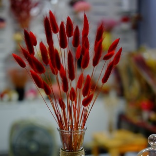 Lọ hoa cỏ đuôi thỏ