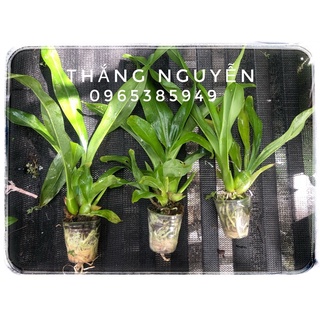Lan hoàng hậu giống