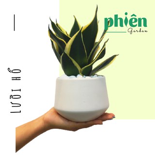 Cây Lưỡi Hổ Thái mini để bàn kèm Chậu gốm tráng men