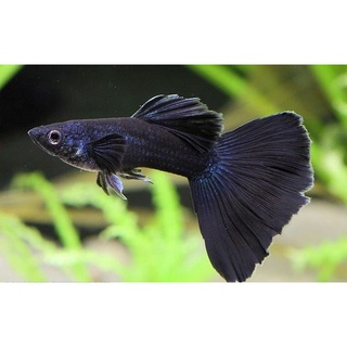 Combo 1 cặp Full BLACK