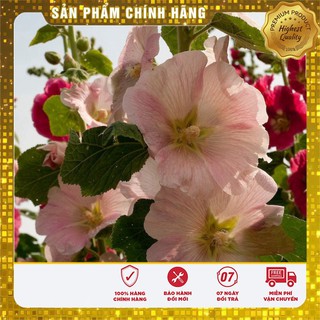 COMBO 2 gói hạt giống hoa mãn đỉnh hồng mix TẶNG 1 phân bón