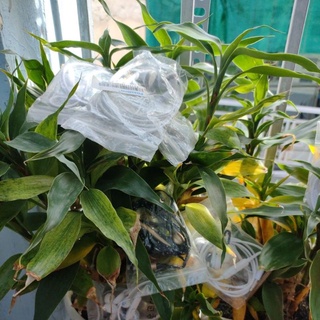 Tai nghe điện thoại thanh lý