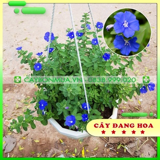 |Caytreobancong| Cây Hoa Thanh Tú, chậu treo lục giác trắng loại to, cao 30cm - 35cm, dễ chăm, ra hoa quanh năm.