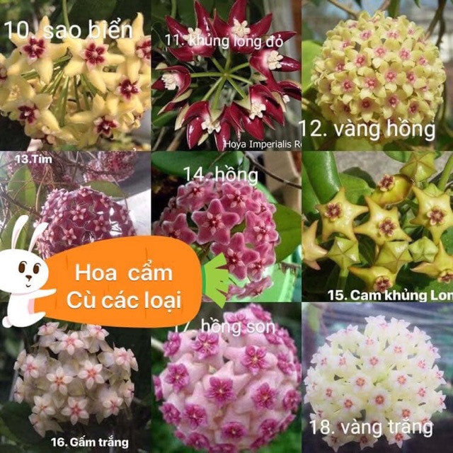 Lan cẩm cù các màu