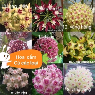 Lan cẩm cù các màu