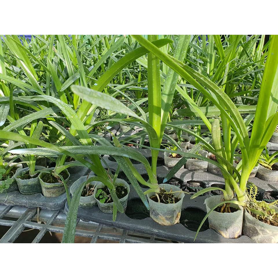 Combo 10 chậu phong lan kiếm giống 10 loại giá siêu rẻ cao 20 cm