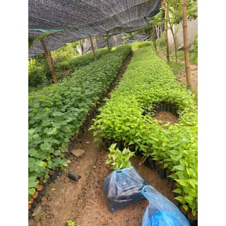 com bo 5 cây giống hoa anh đào