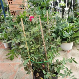 Hoa hồng Cổ Huế son(tặng kèm phân bón)