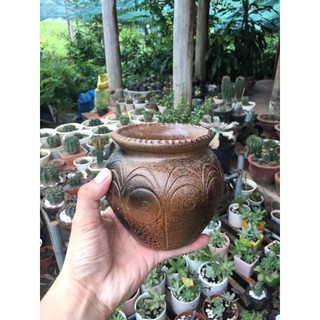 Chậu đất nung trồng sen đá.
