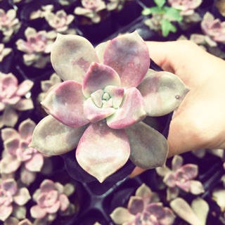 Sen đá hồng cánh mập