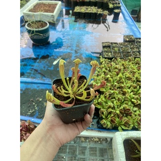 cây hố bẫy swan x michel
