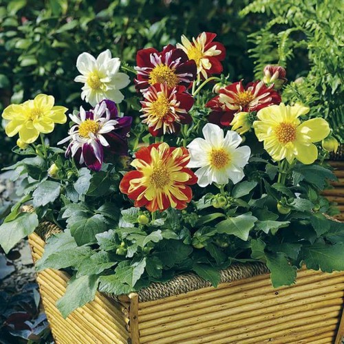 Hạt giống thược dược công chúa mix - 1 gói 50  hạt