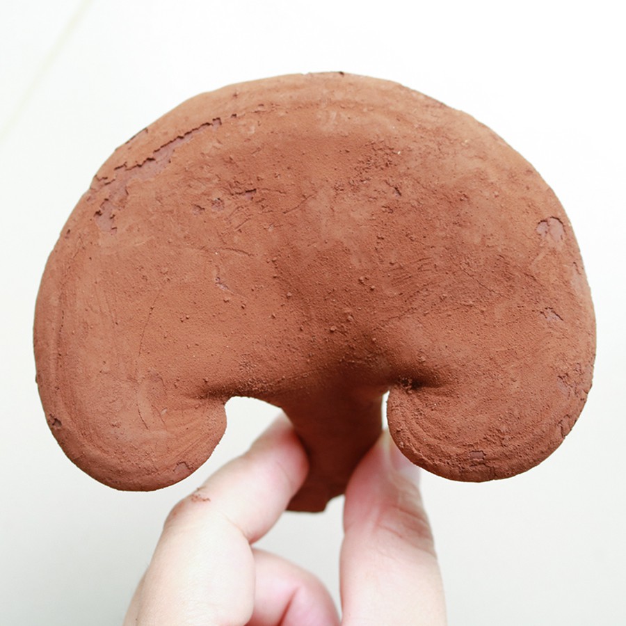 Nấm Linh Chi Nguyên Tai Hộp 250g - PLN - Nấm Linh Chi Giống Việt Nam Vị Đắng Nhẹ | BigBuy360 - bigbuy360.vn