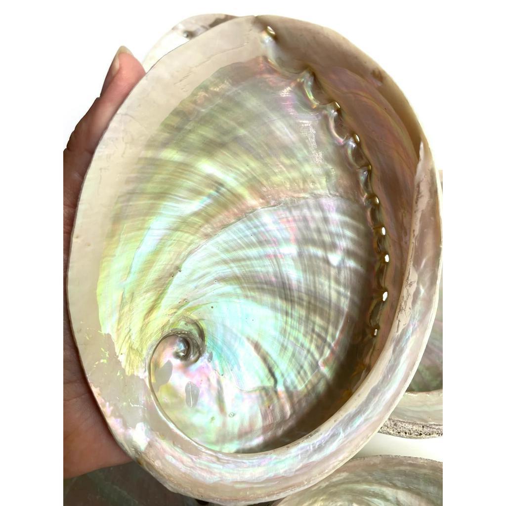 Vỏ ốc xà cừ thô các loại size vừa - Dụng cụ đốt xô thơm và Palo santo