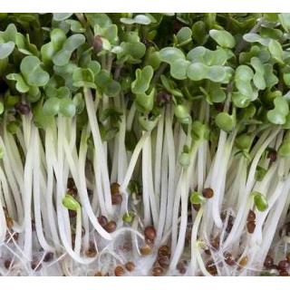 HẠT GIỐNG RAU MẦM CỦ CẢI TRẮNG GIÒN NGỌT THU HOẠCH SAU 5 NGÀY, HẠT GIỐNG RAU ĂN LÁ
