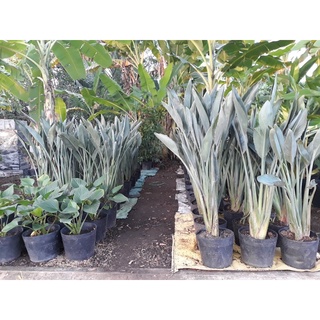 Cây thiên điểu - Tên khoa học: Strelitzia reginae - cây ươm dưỡng sẵn