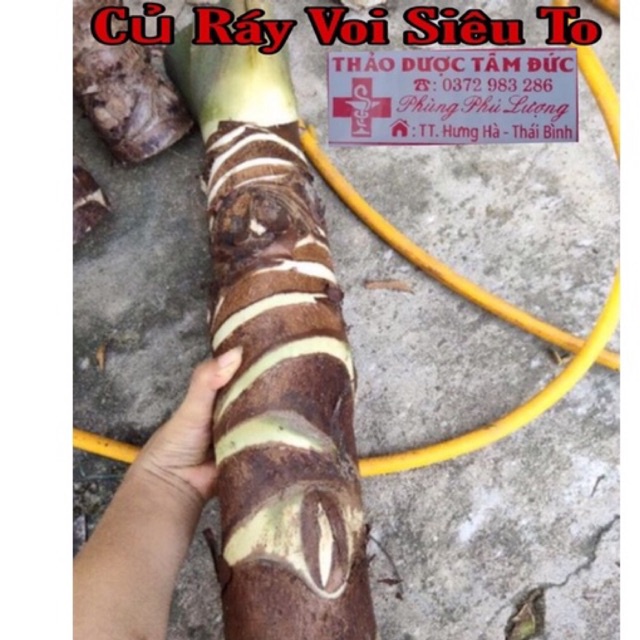 Cây ráy voi siêu to
