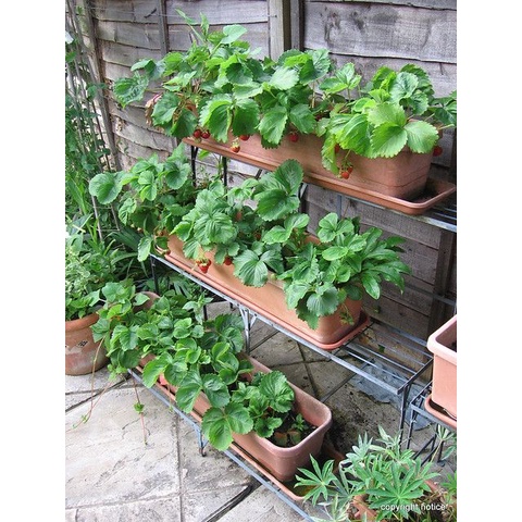 Đất trồng rau sạch và hoa Potting Mix BA, giá thể trồng rau hữu cơ an toàn, tơi xốp, thoáng khí 20dm3