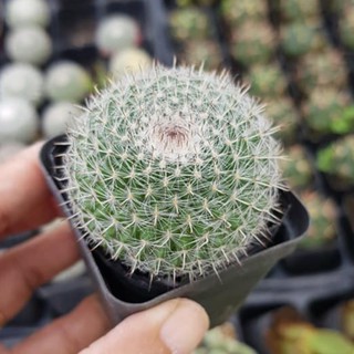 Xương rồng bánh sinh nhật ( Hoa tùy đợt hàng )