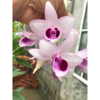 Hoa phong lan (kie) phi điệp cửu long cao phong